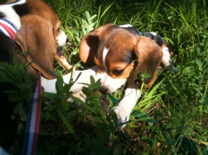 beagle puppies playing